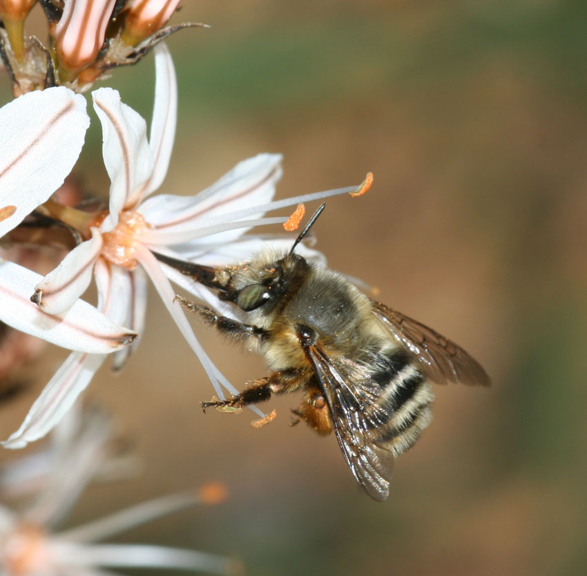 Anthophora dispar F (Apidae Anthophorinae)